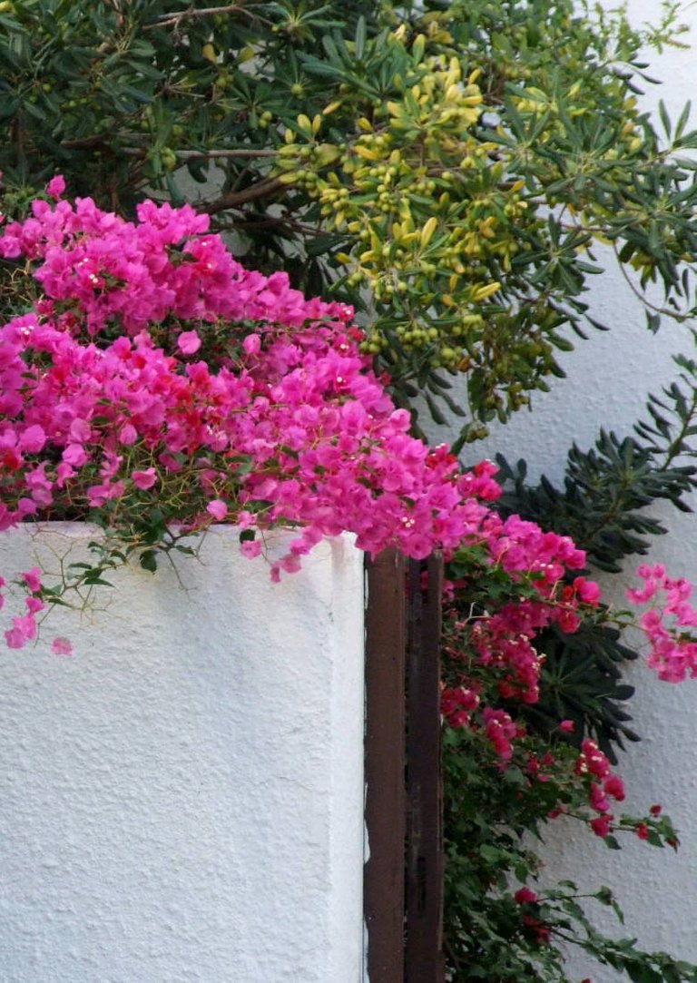 Bougainvillea