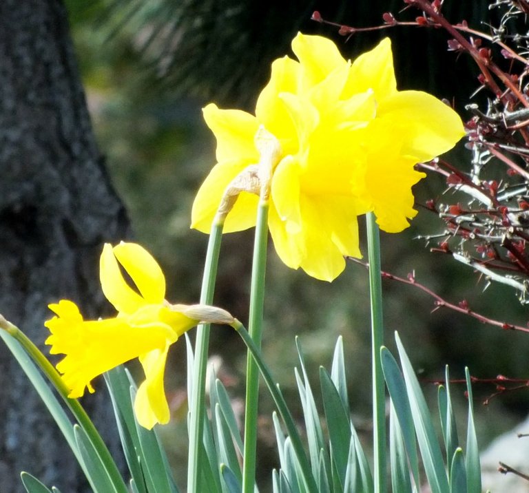 Daffodils