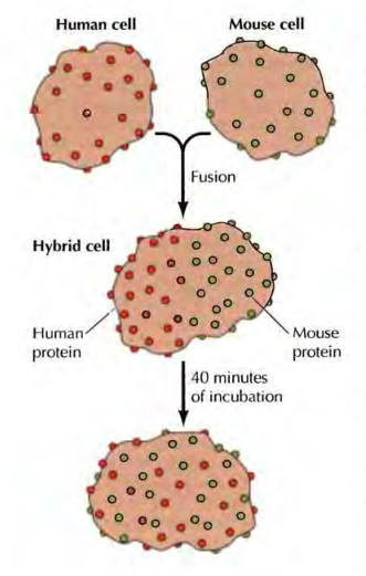 Fluidité membranaire