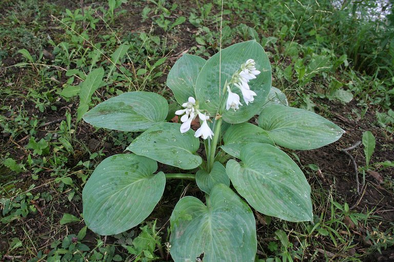 flower on bank