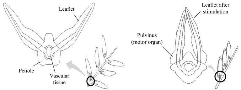 Leaf Diagram