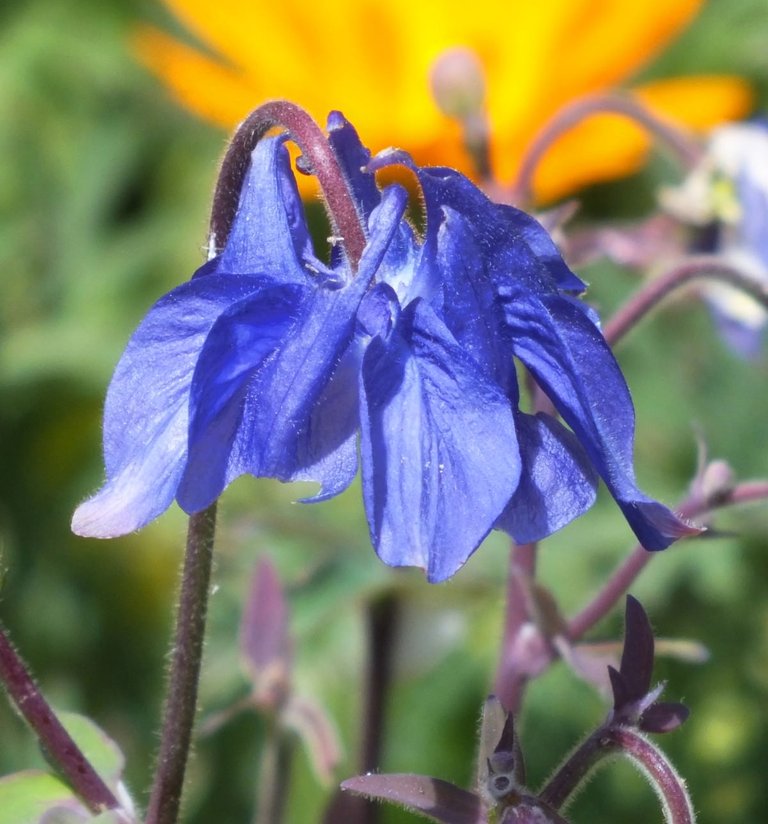 Columbine