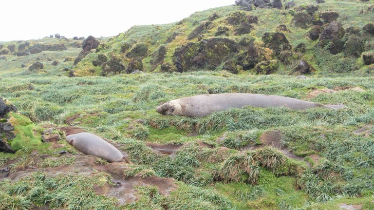 Male elephant seal