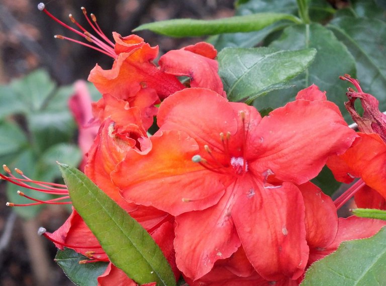 Rhododendrons