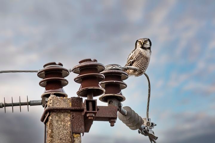 northernhawkowl6961772__480.jpg