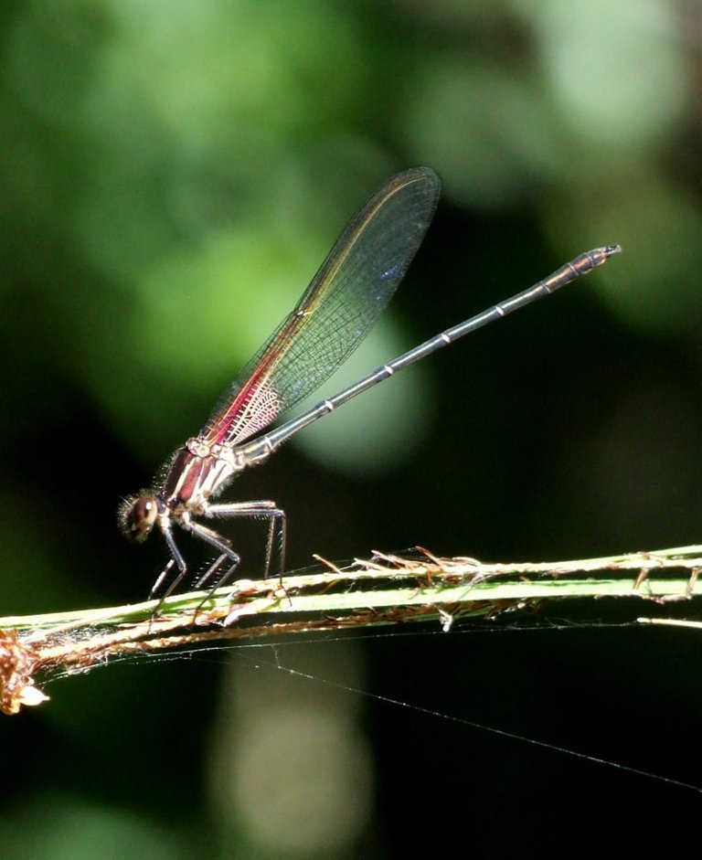 Dameselfly