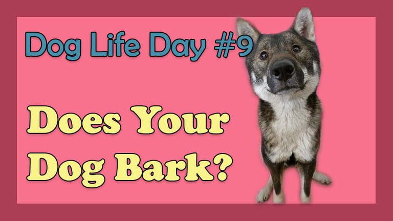 does your dog bark