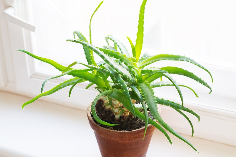 Aloe Vera 2.jfif