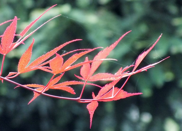 JapaneseMaple