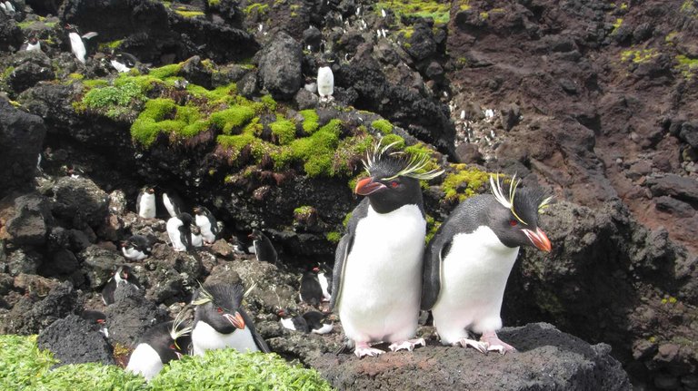 Rockhopper penguins