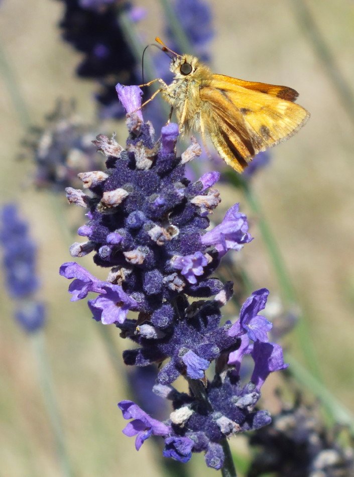 Skipper