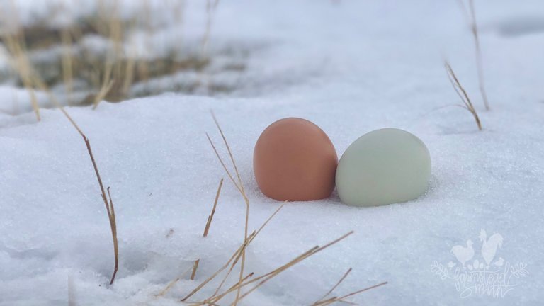 farmstead farmsteadsmith chicken eggs snow