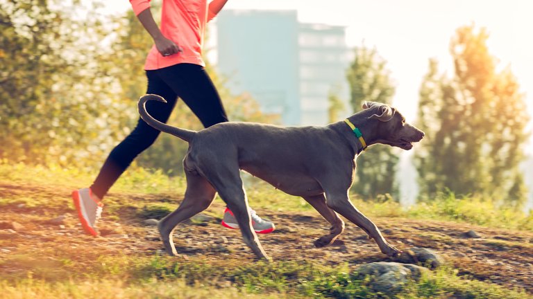 FitBark_Woman_Dog_Running-uai-2064x1161.jpg