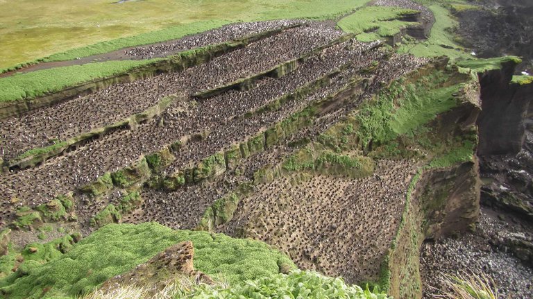 Macaroni penguin colony on Marion Island