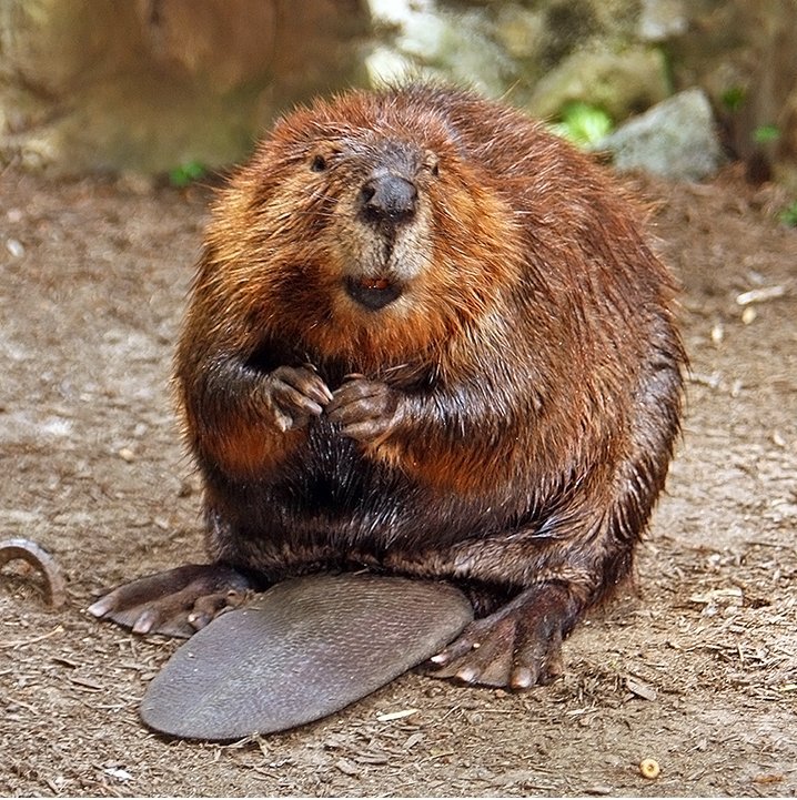 American_Beaver.jpg