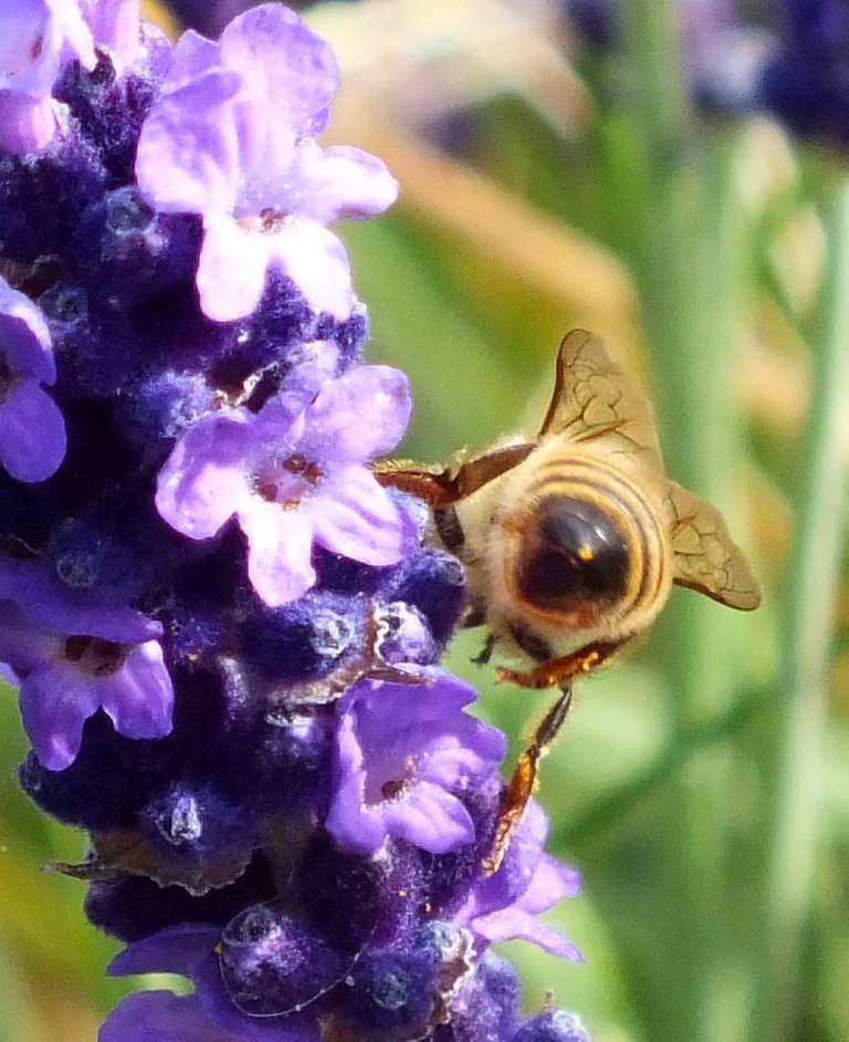 Bee