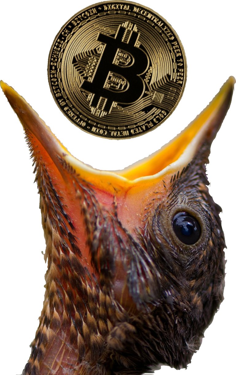 bird coin.jpg