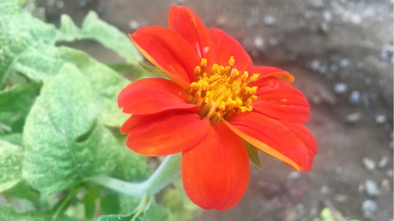 farmsteadsmith farmstead mexican sunflower flower