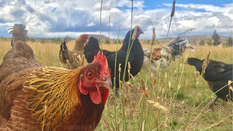 farmsteadsmith farmstead chickens