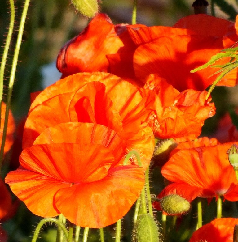 Poppies