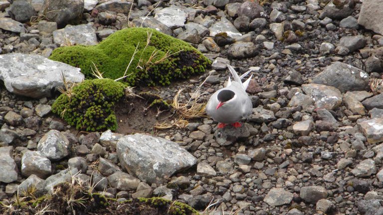 Antarctic Tern