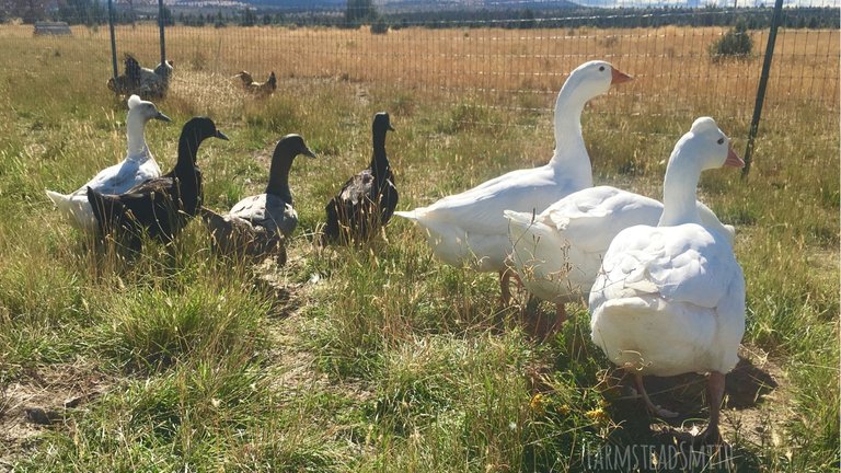 farmsteadsmith farmstead ducks geese