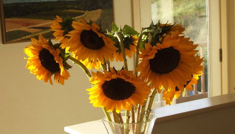 Sunflowers