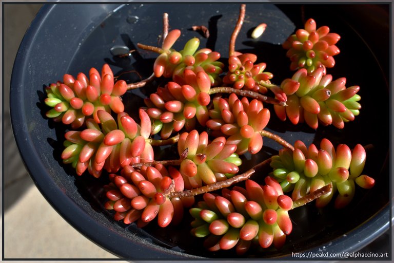 Sedum rubrotinctum, cuttings