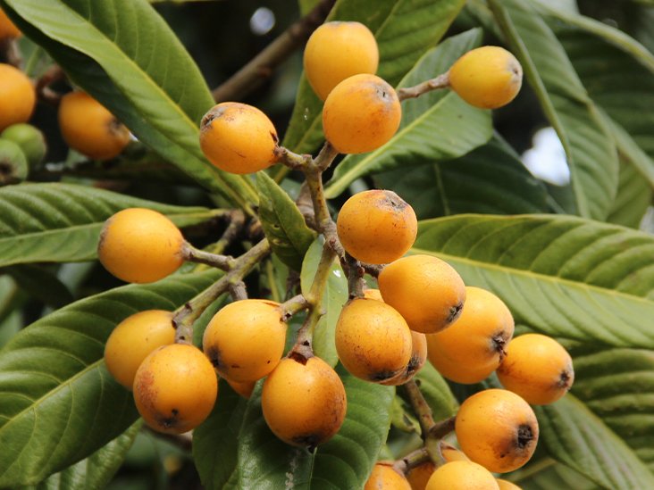 loquatexoticfruittree732x549thumbnail.jpg