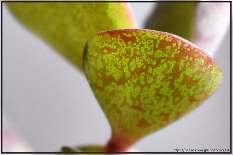 Kalanchoe Humilis "Dessert Surprise" - Pattern on underside of leaf