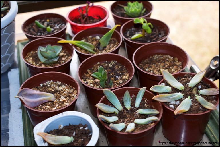 Succulent Propagation