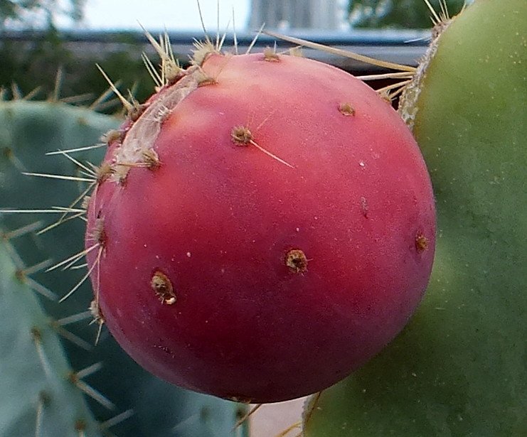 PricklyPear