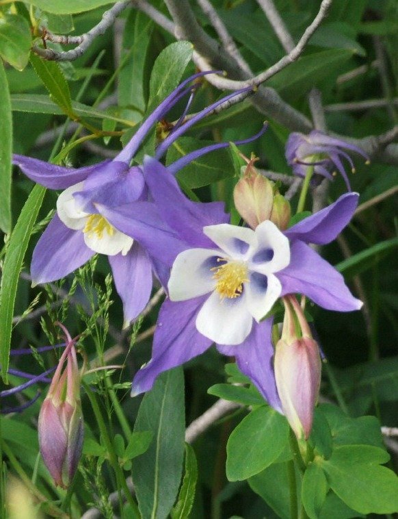 Columbine