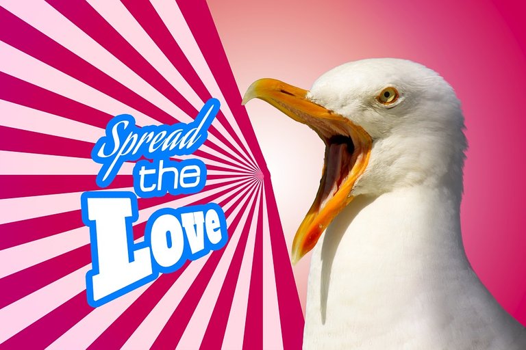 seagull spread the love meme pixa.jpg