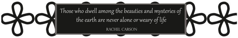 Rachel Carson Quote.png