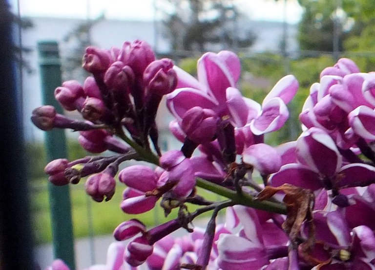 Lilacs