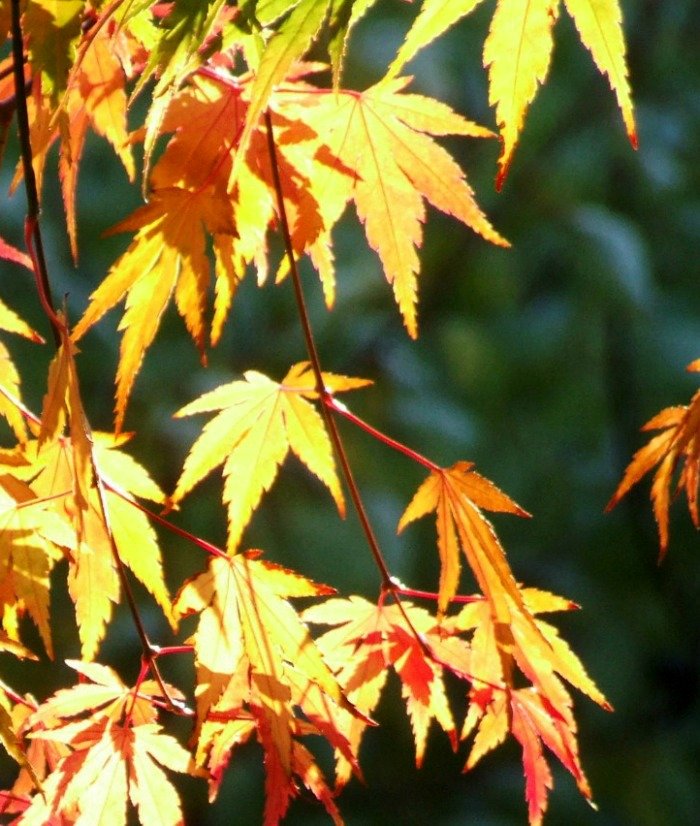 JapaneseMaples