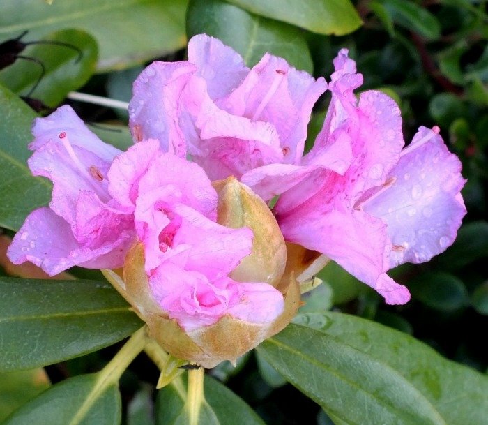 Rhododendron