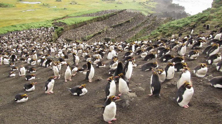 Macaroni penguin colony on Marion Island