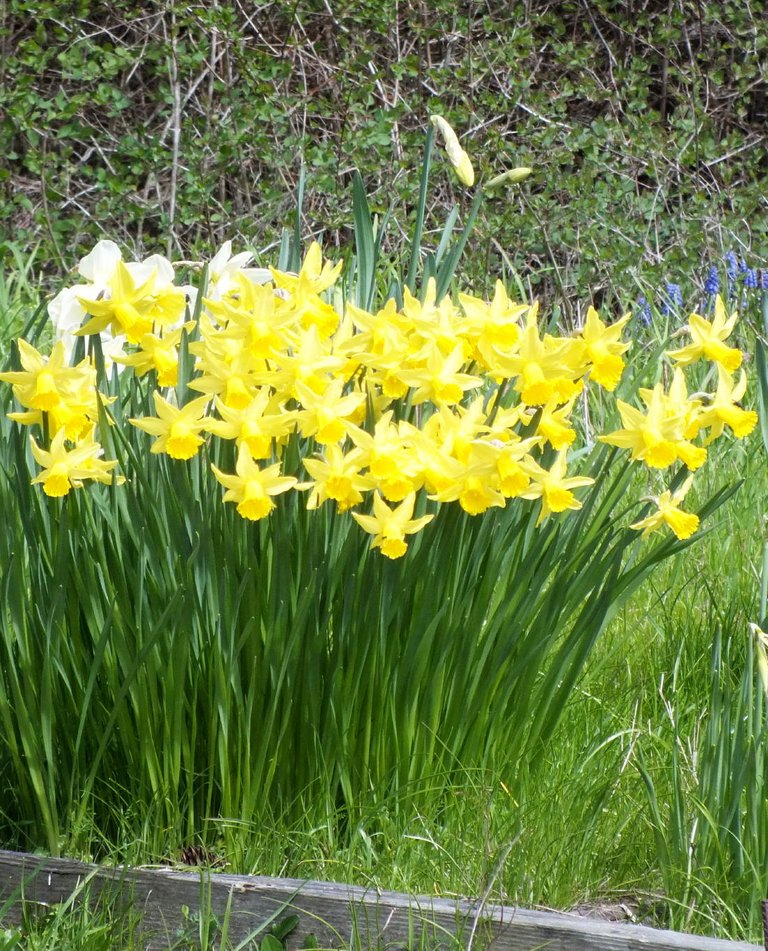 Daffodils