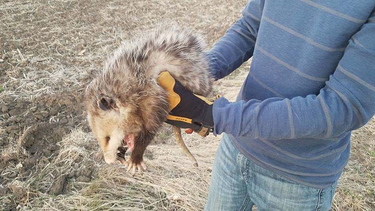 Holding a possum