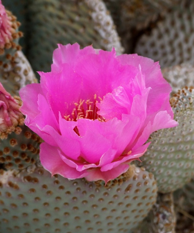 CactusBlossom