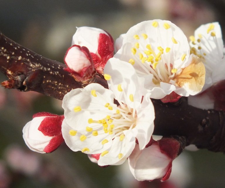 Blossoms