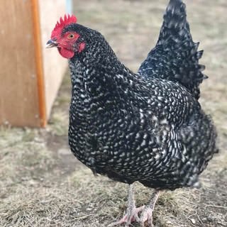 farmstead farmsteadsmith chicken cuckoomarans marans