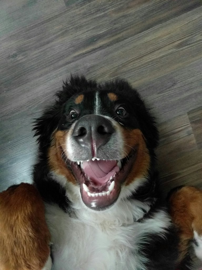 Goofy Doggo