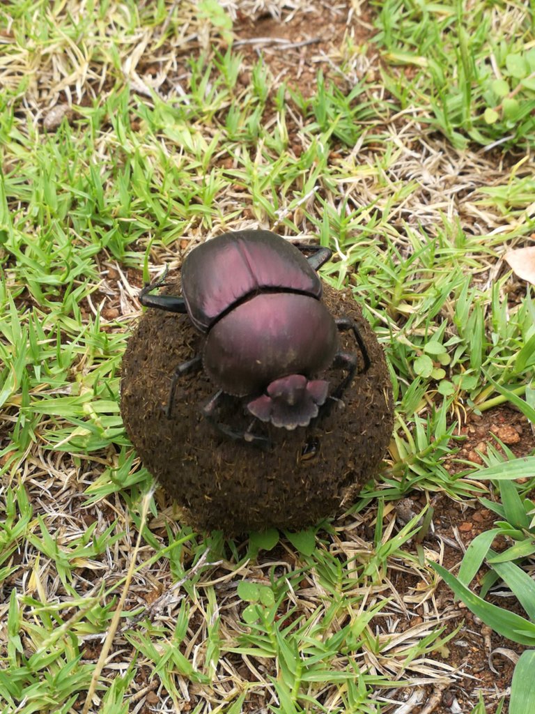 Dung beetle