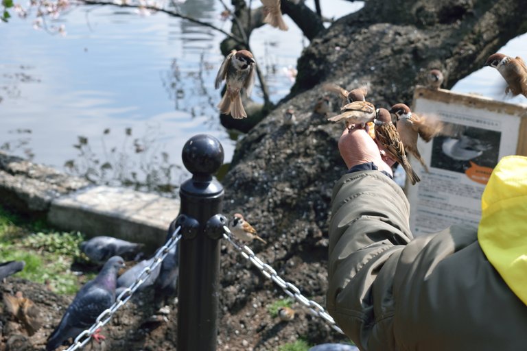 Feeding birds at Ueno