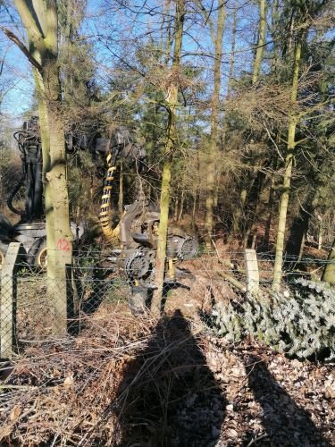 Ein tapferer Baum hält die Stellung