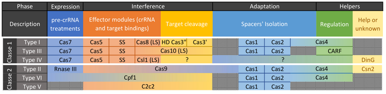 Différents types de Cas