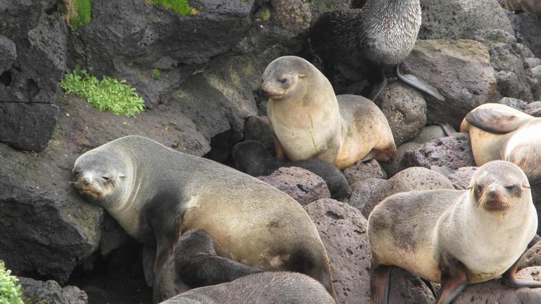 Fur seals